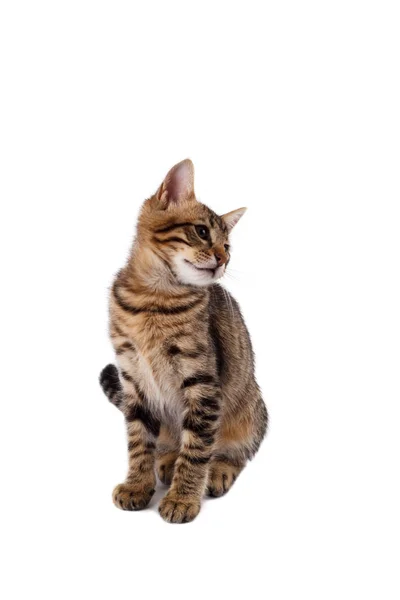 遊び心のあるベンガル猫 — ストック写真