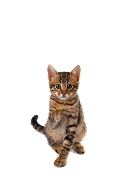 Gato bengala brincalhão — Fotografia de Stock