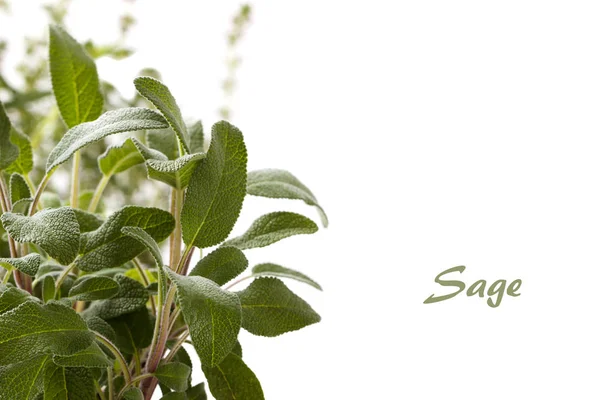 Salvia planta de especias — Foto de Stock