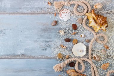 bir File deniz kabukları