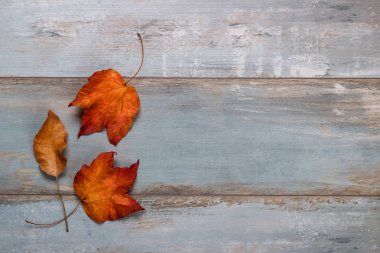 Kurumuş Sonbahar Yaprakları