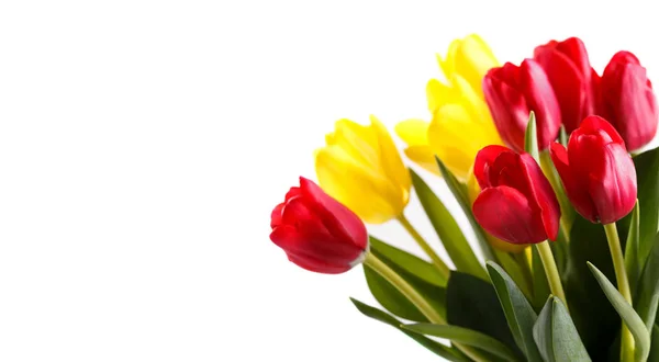 Аромат красного и желтого тюльпанов — стоковое фото