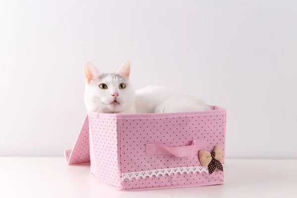 Bílá kočka ve starage boxu — Stock fotografie