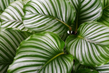 Calathea orbifolia yakından, tropikal ev bitkisi odası dekorasyonu