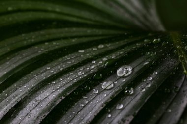 Calathea Orbifolia yaprağı yakın, tropikal ev bitkisi odası dekoru, makro