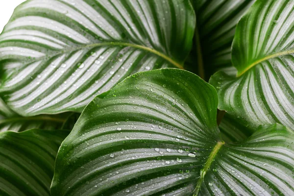 Calathea Orbifolia Gros Plan Décor Chambre Plantes Intérieur Tropicales — Photo