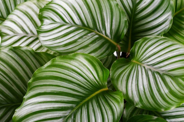 Calathea Orbifolia Gros Plan Décor Chambre Plantes Intérieur Tropicales — Photo