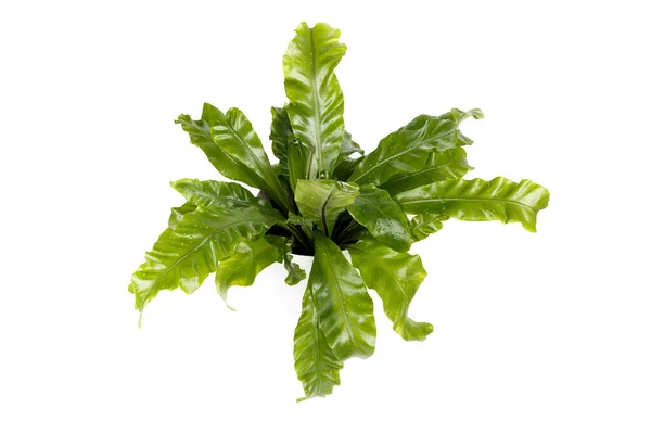 Samambaia Asplenium Nidus Vaso Branco Isolado Planta Sala Tropical — Fotografia de Stock