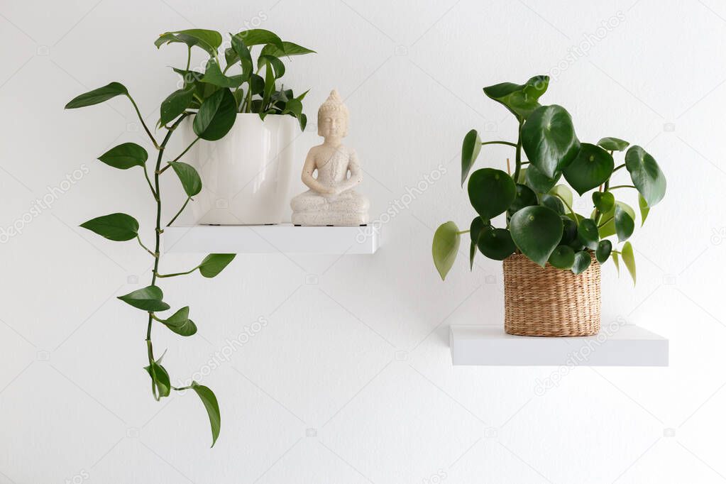 Houseplants and buddha statue on the swhite helf ,peperonia raindrop and devil's ivy, modern interior design