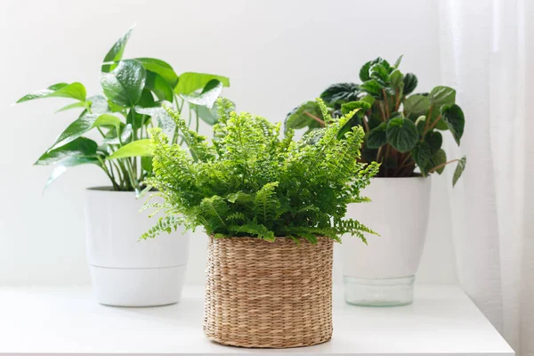 House plants in white ceramic and bamboo cashpo on the table, peperomia,pothos and fern