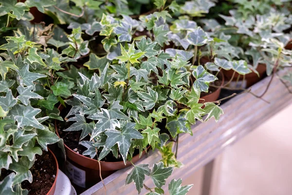 Hedera Helix or Devil\'s ivy in a pots, local garden center