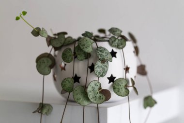 Ceropegia woodii ayrıca Kupa Dizisi ya da Kupa Zinciri olarak da adlandırılır, modern ev bitkisi beyaz duvara karşı bir saksı içinde, vertica