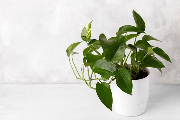 Golden Pothos Atau Iblis Ivy Dalam Putih Modern Salin Ruang — Stok Foto