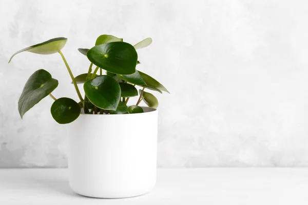 Peperomia polibotrya ya da Raindrop Peperomia ev bitkisi beyaz bir tencerede, boşluğu kopyala 
