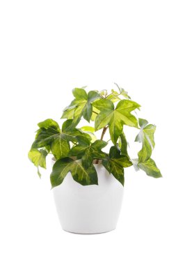 Hedera sarmaşığı ya da Şeytan sarmaşığı izole edilmiş beyaz plastik bir tencerede, dikey