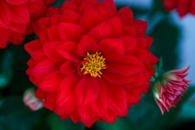 Bahçe, bahar ve sonbahar bahçelerinde kırmızı yıldız çiçeklerini kapatın.