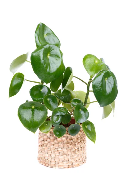 Peperomia polibotrya ayrıca peperomia yağmur damlası ya da Çin para bitkisi olarak da adlandırılır. 