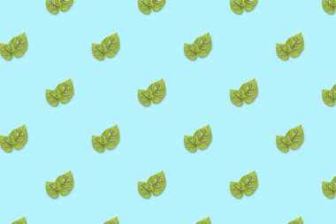 Monstera adansonii turkuaz arka planda tropikal bitki yaprağı, kusursuz desen 