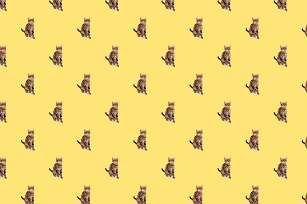 Speelse Bengaalse Kitten Vier Maanden Oud Gele Achtergrond Naadloos Patroon — Stockfoto