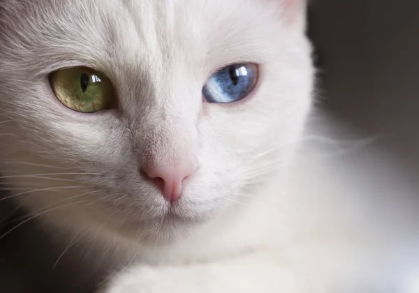 Krásné sněhobílé čistokrevná kočka s úžasnou různých pestrobarevným očima za slunečného dne. — Stock fotografie