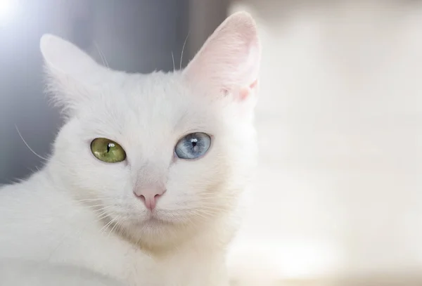 Hermoso gato pedigrí blanco como la nieve con increíbles ojos multicolores diferentes en un día soleado . — Foto de Stock