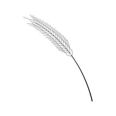 Buğday Kulağı Çizimi