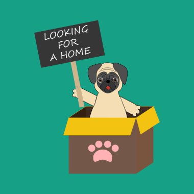 Köpek gösteri üzerinde