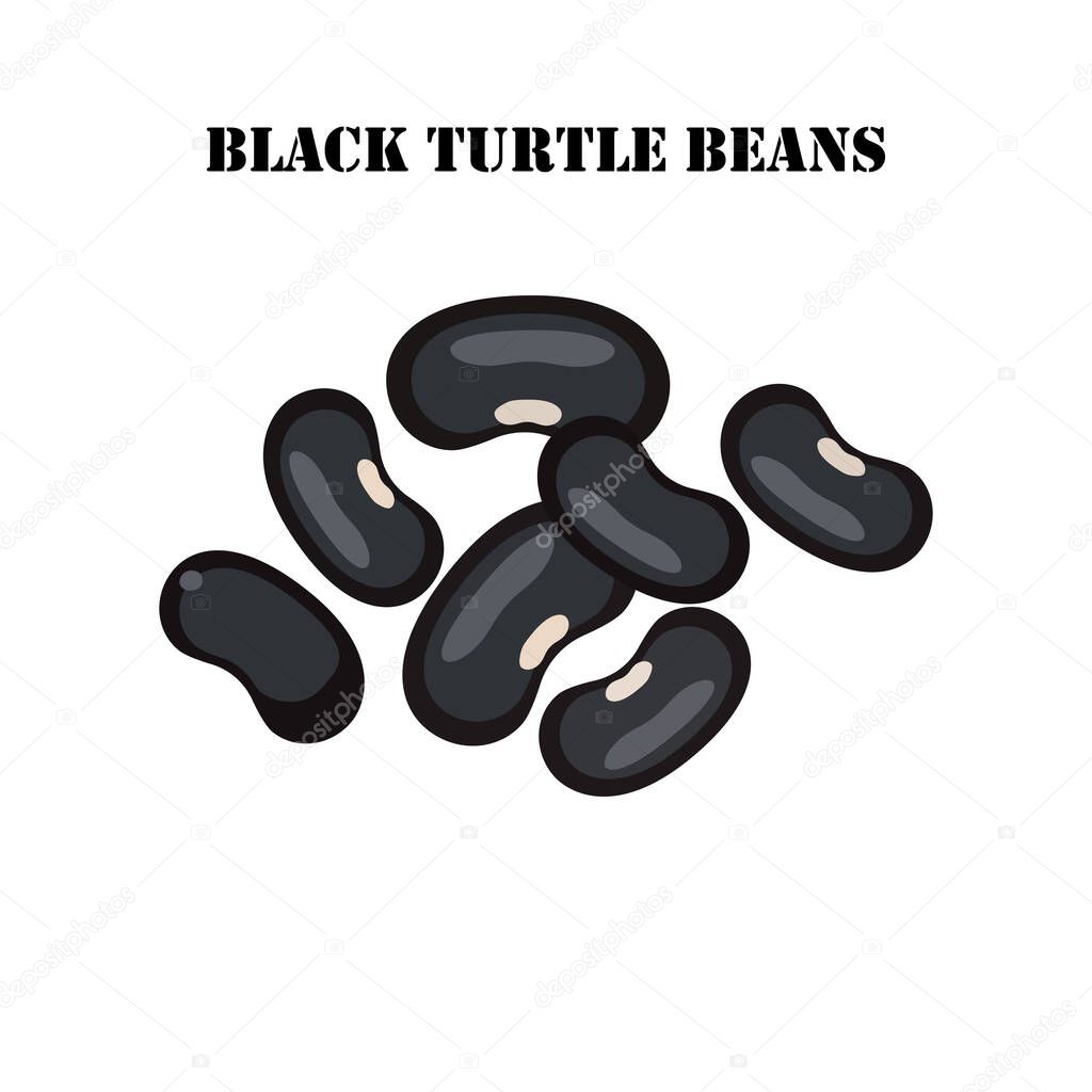Black turtle beans on the white background. Vector illustration