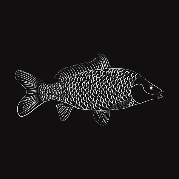 Siyah Arka Planda Sazan Balığı Çizimi Var Vektör Illüstrasyonu — Stok Vektör
