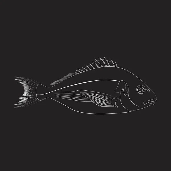黒を基調としたドラド魚イラストアウトライン ベクターイラスト — ストックベクタ