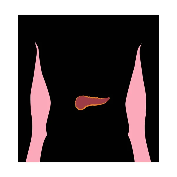 Ilustrasi Pankreas Pada Latar Belakang Putih Ilustrasi Vektor - Stok Vektor
