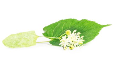 Ihlamur çiçeği isolatad beyaz arka plan üzerinde