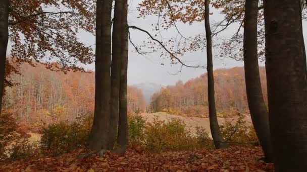 Gorgeous view ag autumn fall on Bolshoe lake in Caucasian reserve. Khmelevsky — Stock Video