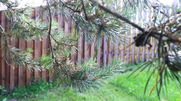 Des branches d'épinette se balancent, une clôture en bois. Le focus passe de l'arrière-plan à l'avant — Video