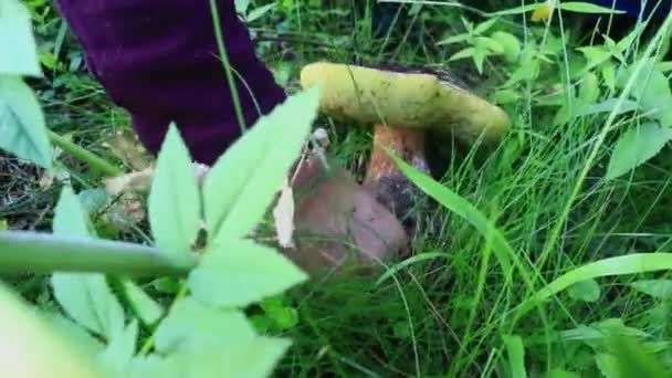 Las mujeres recogiendo un porcini muy grande gusano — Vídeos de Stock