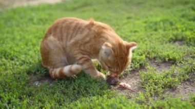 Çekici kızıl İskoç kedi yavrusu aç gözlülükle bir parça çalıntı balık yiyor.