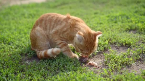 Encantador jengibre escocés doblar gatito codiciosamente come un pedazo de un robado pescado — Vídeo de stock