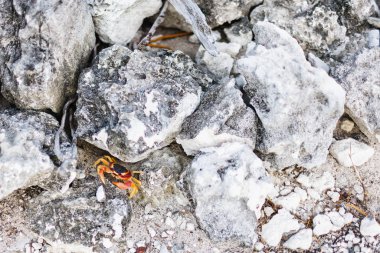 Sarı pençeli kırmızı kara yengeci, kayaların ve dalların arasında saklanan kara leke