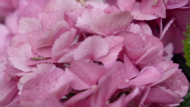 Roze bloemen van hortensia close-up. oppervlakkige DOF — Stockvideo
