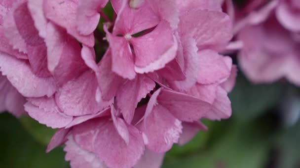 Розовые цветы гортензии крупным планом. Низкий DOF — стоковое видео