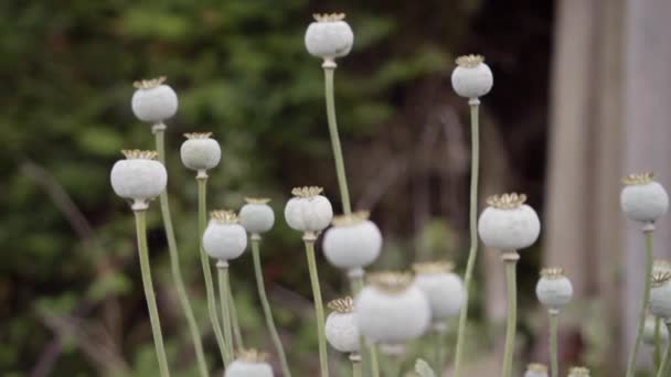 Bolls of ripe poppy sway . Using narcotic plants for decoration in countryside — Stock Video