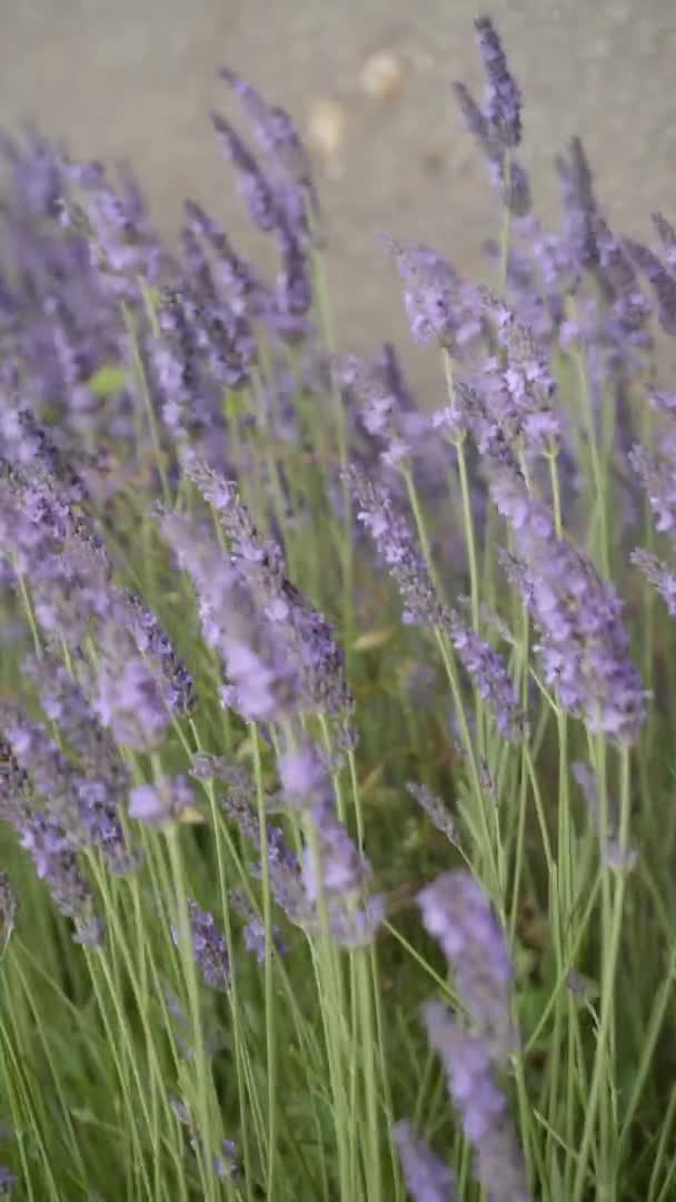 Lavanda balança ao vento. Flores de lavanda perfumadas violeta florescendo. — Vídeo de Stock