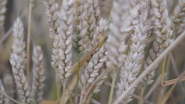 Espigas maduras de trigo se balancean en el viento en el campo, en cámara lenta. cosecha abundante — Vídeos de Stock