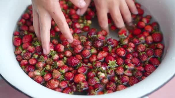 Child shows to the camera strawberries in his hands and put it back to water — Stock Video