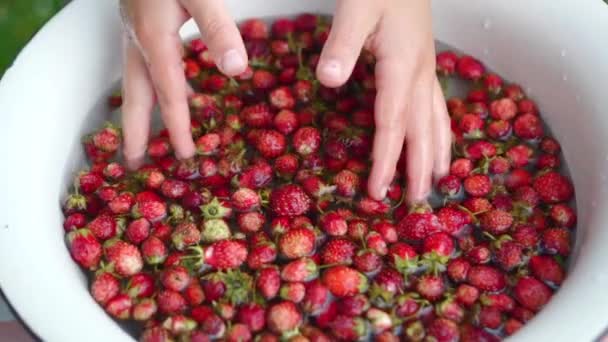 Barnens hand tvättar små jordgubbar i skålen. Närbild. slow motion. — Stockvideo