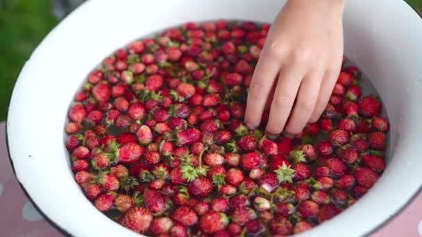 Childs mão lava pequenos morangos em tigela de esmalte. Close-up. mostrar bagas em sua mão — Vídeo de Stock