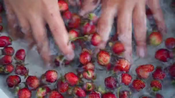 Childs Hand wäscht kleine Erdbeeren in einer Schüssel. Netzbeeren in ein Sieb geben — Stockvideo