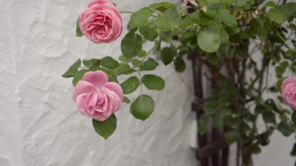 Roses d'escalade rose pâle sur le mur blanc, au ralenti — Video