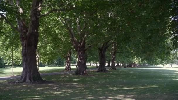 Άποψη του ένα όμορφο πράσινο δρομάκι δέντρο αεροπλάνο στο Cambridge σε ηλιόλουστη μέρα του καλοκαιριού, Ηνωμένο Βασίλειο — Αρχείο Βίντεο