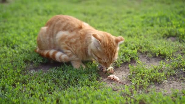 Charmante gember Schotse Vouw kitten gierig eet een stuk van een gestolen vis — Stockvideo